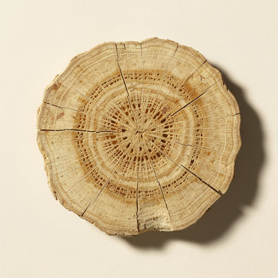 Ginseng Coréen