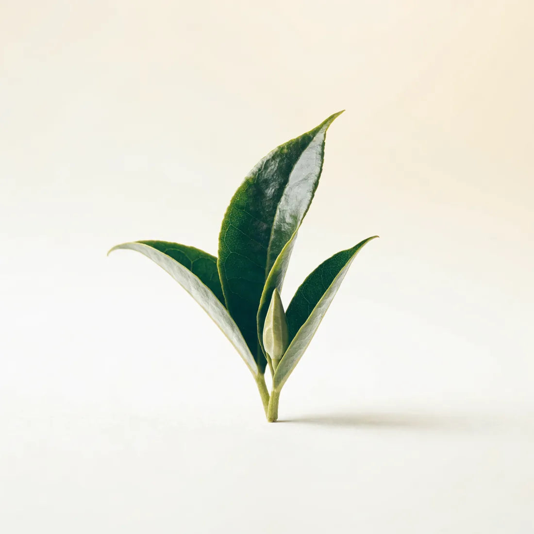Greenselect® Phytosome®