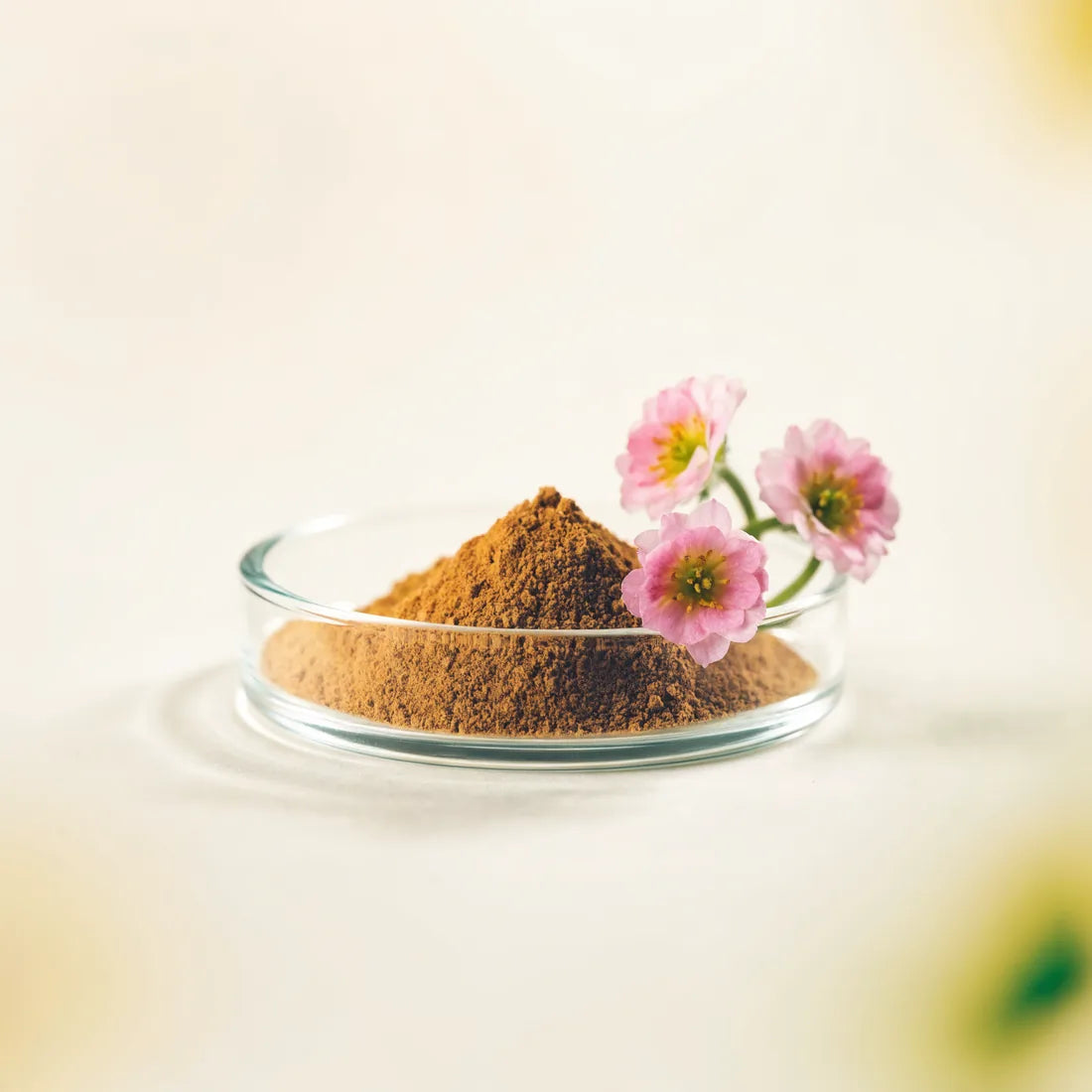 Rhodiola rosea
